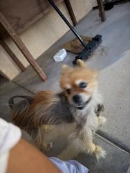 Found/Stray Unknown Dog last seen Taos Meadows dr NE, Lynchburg, VA 24501