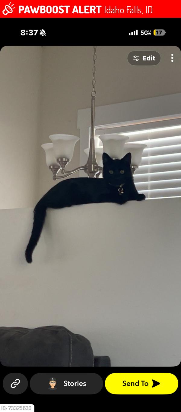 Lost Male Cat last seen Community park, Idaho Falls, ID 83404