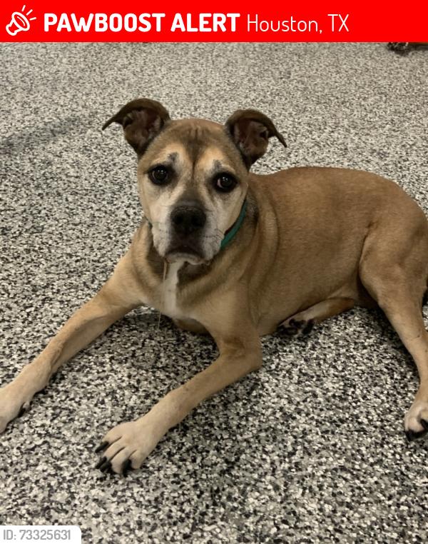 Lost Female Dog last seen Memorial Middle School, Houston, TX 77024