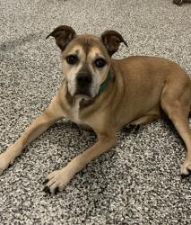 Lost Female Dog last seen Memorial Middle School, Houston, TX 77024