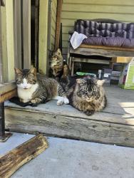 Reunited Male Cat last seen 12th/division, Portland, OR 97202