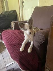 Lost Female Dog last seen Waynesville North Carolina area, Waynesville, NC 28786