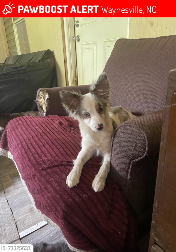 Lost Female Dog last seen Waynesville North Carolina area, Waynesville, NC 28786