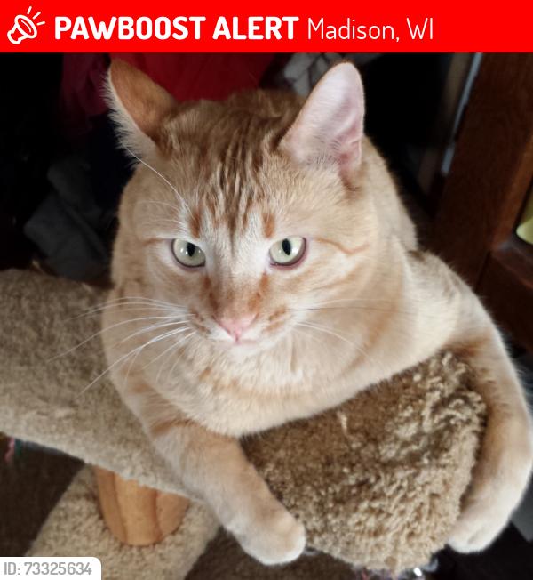 Lost Male Cat last seen Close to American Legion and Woodman's East, Madison, WI 53714