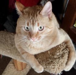 Lost Male Cat last seen Close to American Legion and Woodman's East, Madison, WI 53714