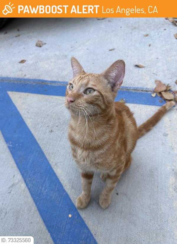 Found/Stray Male Cat last seen Lincoln Heights, Los Angeles, CA 90012
