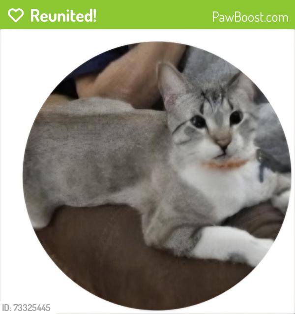 Reunited Male Cat last seen Pecan and Marilyn, Schertz, TX 78154