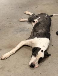 Lost Male Dog last seen Shaver st Crenshaw, Pasadena, TX 77504