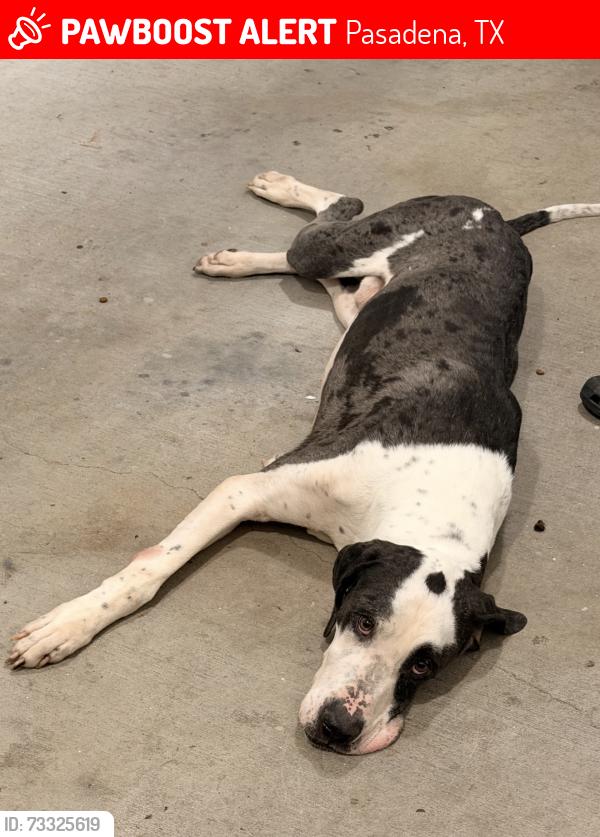 Lost Male Dog last seen Shaver st Crenshaw, Pasadena, TX 77504