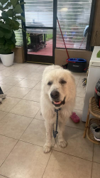 Reunited Male Dog last seen Deltona Boulevard and Eric, Spring Hill, FL 34608