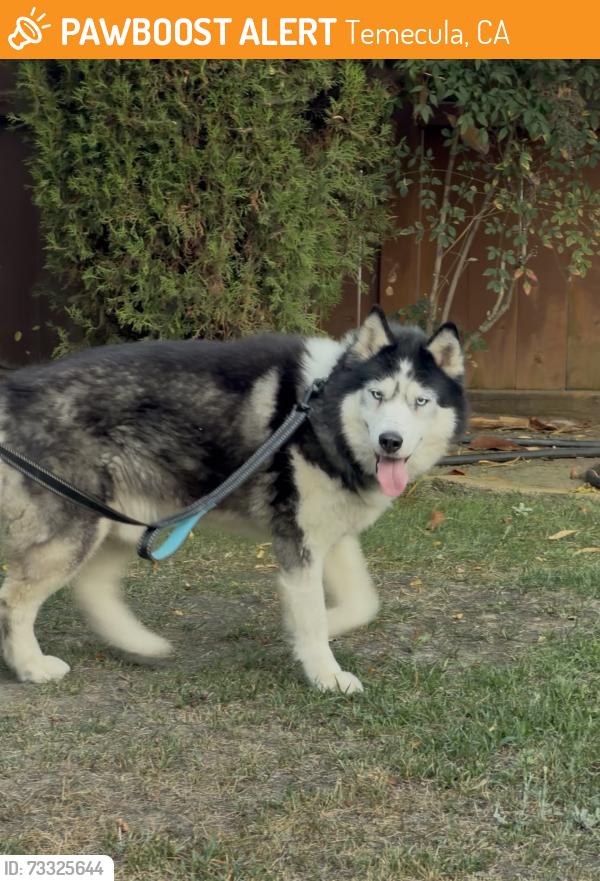 Found/Stray Unknown Dog last seen Temeku Hills, Temecula, CA 92591
