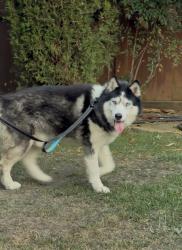 Found/Stray Unknown Dog last seen Temeku Hills, Temecula, CA 92591