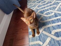 Reunited Female Cat last seen Auburndale Drive & Sandwood Drive, Vaughan, ON L4J 8W8