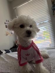 Reunited Female Dog last seen Stewart and page, Las Vegas, NV 89110