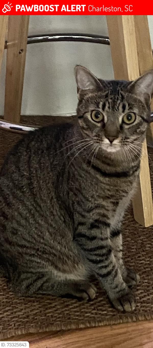 Lost Female Cat last seen West Ashley, Charleston, SC 29407
