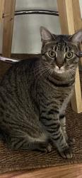 Lost Female Cat last seen West Ashley, Charleston, SC 29407