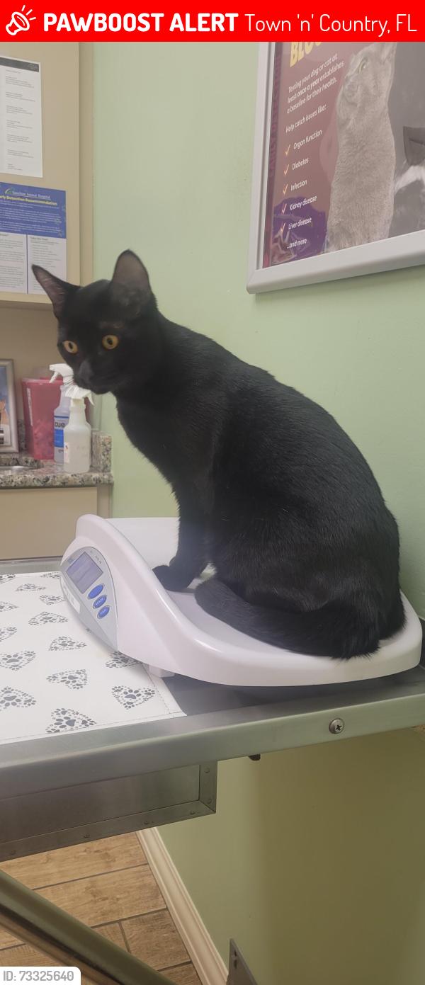 Lost Male Cat last seen CRENSHAW CIR/ CRENSHAW ST, Town 'n' Country, FL 33615