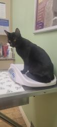 Lost Male Cat last seen CRENSHAW CIR/ CRENSHAW ST, Town 'n' Country, FL 33615