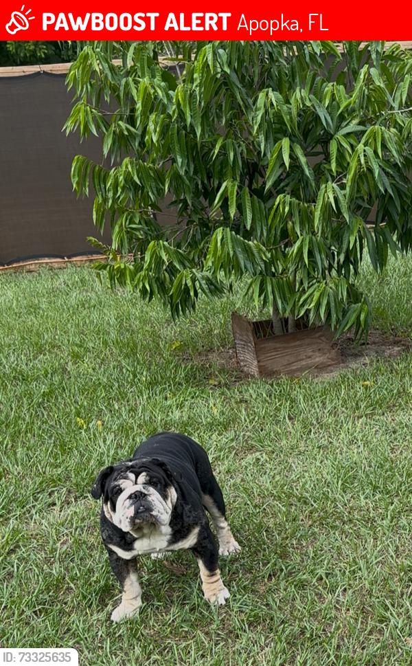 Lost Male Dog last seen Trinity construction products, Apopka, FL 32703