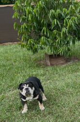 Lost Male Dog last seen Trinity construction products, Apopka, FL 32703