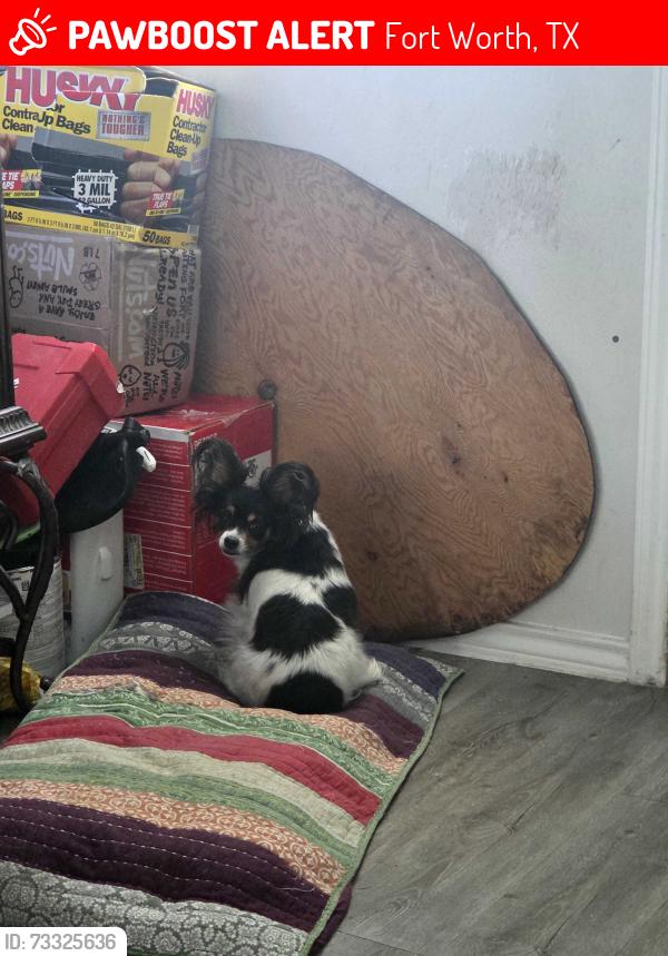 Lost Female Dog last seen Runner Oak Ln & Camelia Tree ct, Fort Worth, TX 76123