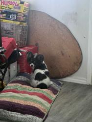 Lost Female Dog last seen Runner Oak Ln & Camelia Tree ct, Fort Worth, TX 76123