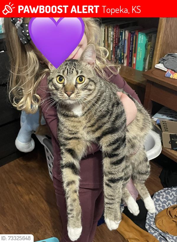 Lost Male Cat last seen Out in yard, Topeka, KS 66614