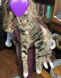 Lost Male Cat last seen Out in yard, Topeka, KS 66614