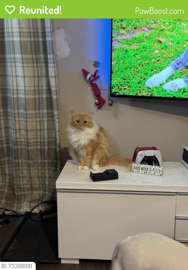 Reunited Female Cat last seen Rumble and mathenson, Vancouver, BC V5S 3Y2