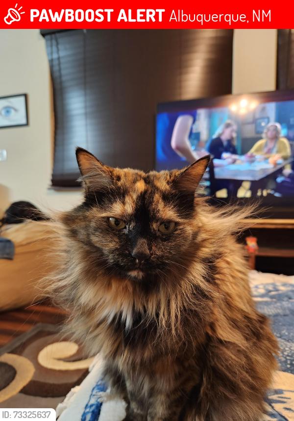 Lost Female Cat last seen Ventana Ranch West, Albuquerque, NM 87114