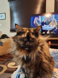 Lost Female Cat last seen Ventana Ranch West, Albuquerque, NM 87114