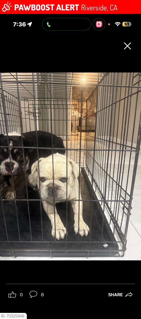 Lost Male Dog last seen Colorado Ave and Jackson street, Riverside, CA 92503