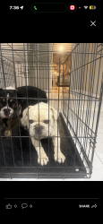 Lost Male Dog last seen Colorado Ave and Jackson street, Riverside, CA 92503