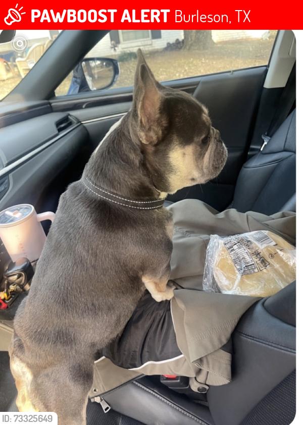 Lost Male Dog last seen Briaroaks, Burleson, TX 76028