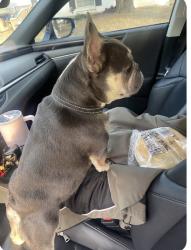 Lost Male Dog last seen Briaroaks, Burleson, TX 76028