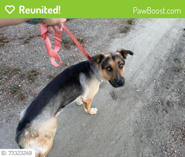 Reunited Male Dog last seen Desert Willow and Laurelwood Ave, Murrieta, CA 92562