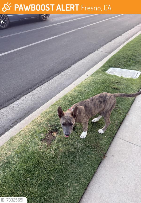 Found/Stray Female Dog last seen Platt and eleventh street, Fresno, CA 93727