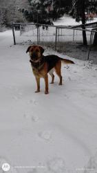 Reunited Female Dog last seen Near 248st e spanaway wa, Spanaway, WA 98387