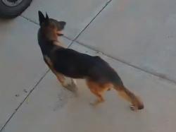 Found/Stray Unknown Dog last seen 88th ave & Thomas rd, Phoenix, AZ 85037