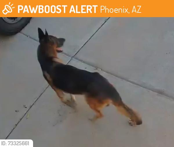 Found/Stray Unknown Dog last seen 88th ave & Thomas rd, Phoenix, AZ 85037