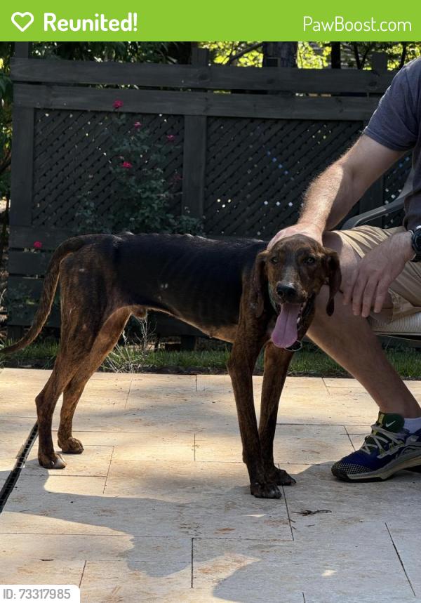 Reunited Male Dog last seen Rufus Ratchford and Fewell Td, York County, SC 29710