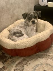 Reunited Male Dog last seen Crazy Horse, and Nyack Pass, San Antonio, TX 78260