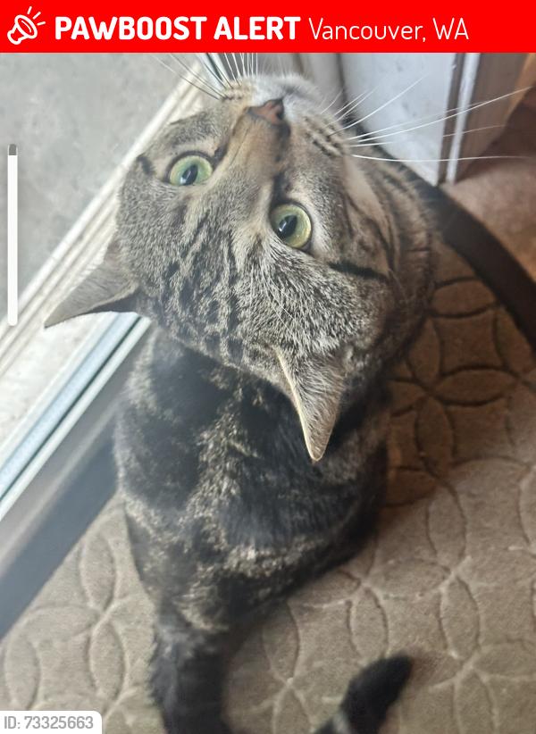 Lost Male Cat last seen 172nd near 164th, Vancouver, WA 98684