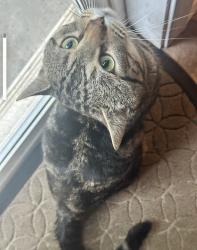 Lost Male Cat last seen 172nd near 164th, Vancouver, WA 98684