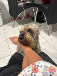 Lost Male Dog last seen Near chestnut ave Waterbury 06710, Waterbury, CT 06710