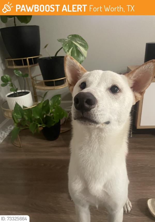 Found/Stray Male Dog last seen Riverside Park, Fort Worth, TX 76111