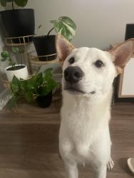 Found/Stray Male Dog last seen Riverside Park, Fort Worth, TX 76111