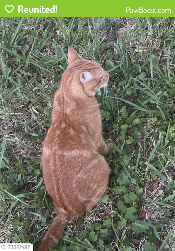 Reunited Male Cat last seen Parkside Drive (Northbrook) in Ormond Beach, Ormond Beach, FL 32174