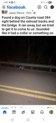 Lost Unknown Dog last seen Behind RR tracks, Wylie, TX 75098