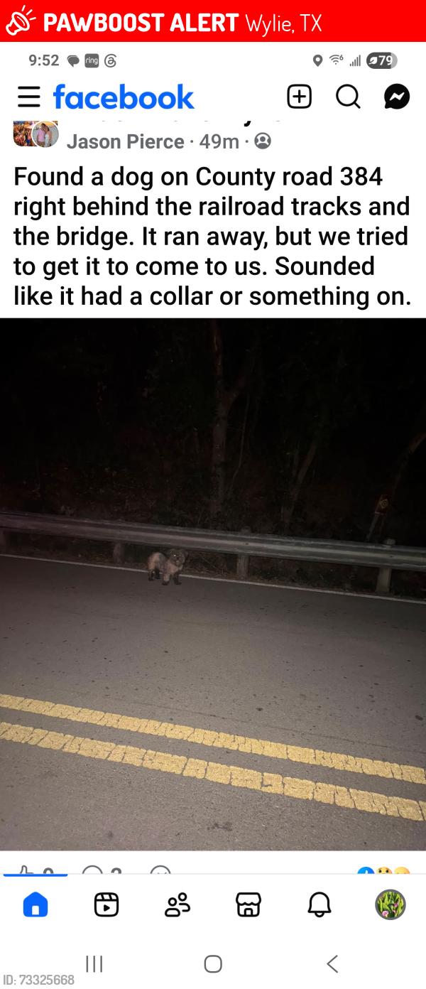Lost Unknown Dog last seen Behind RR tracks, Wylie, TX 75098